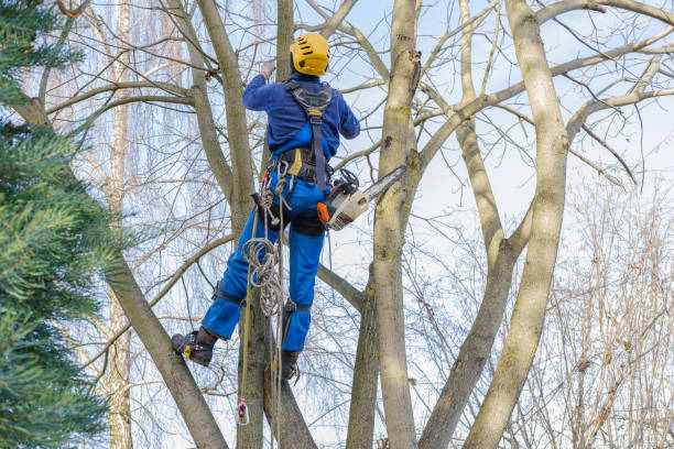 Trooper, PA Tree Services Company